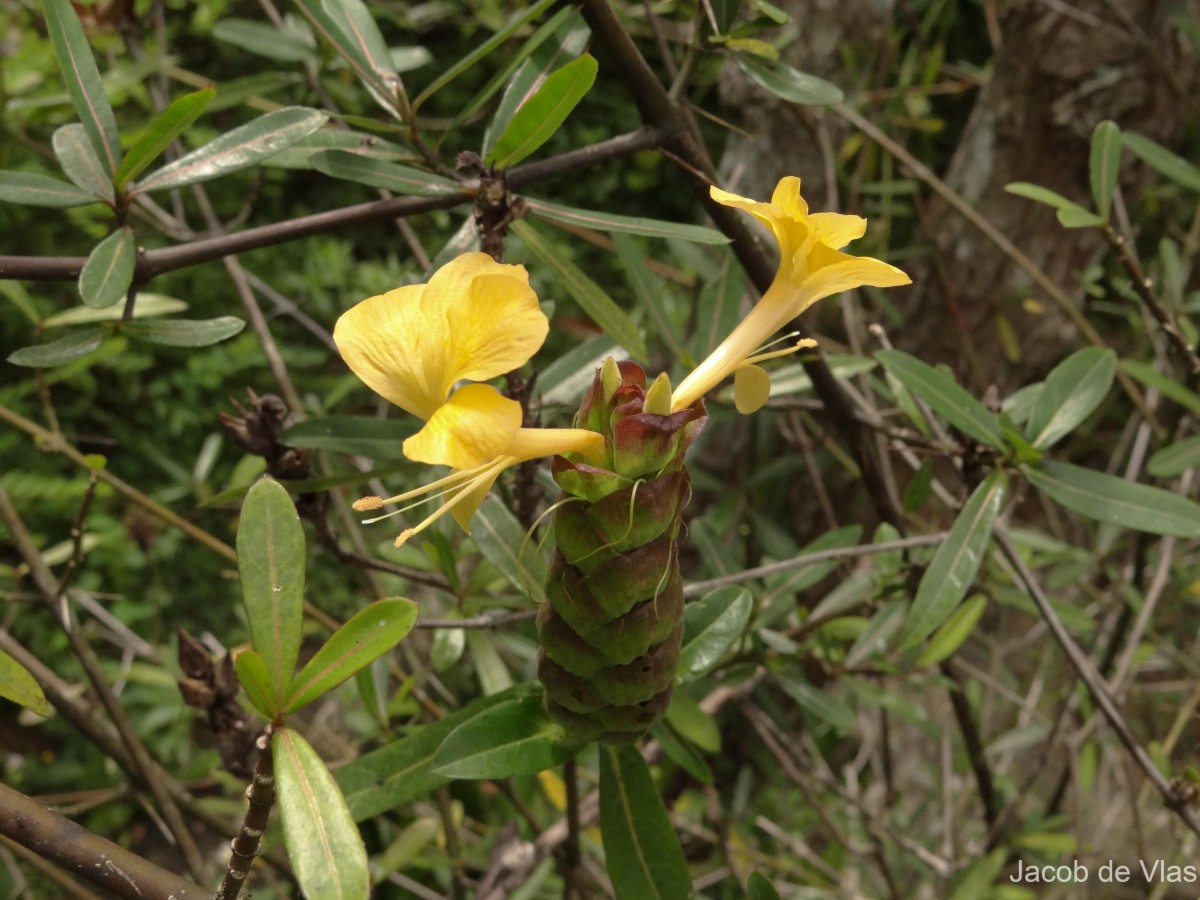 Barleria lupulina Lindl.